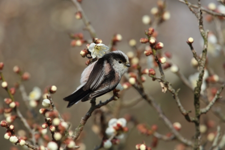 Long-tailed Titの写真素材