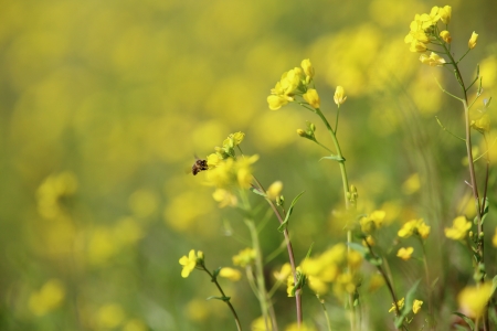 Rape blossomsの写真素材
