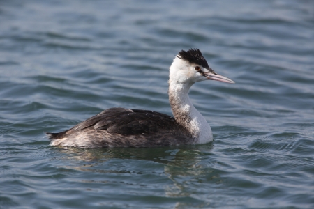 Great Crested Grebeの写真素材
