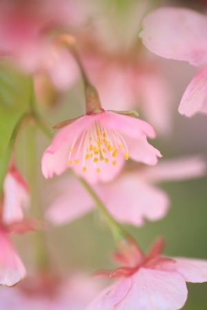 cherry blossomの写真素材