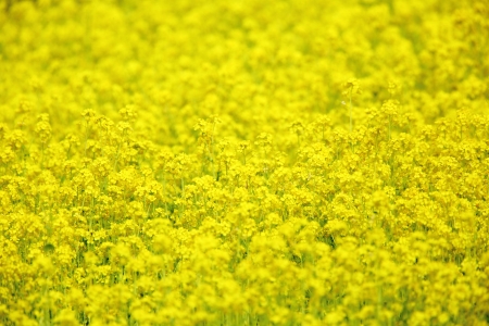 Rape blossomsの写真素材