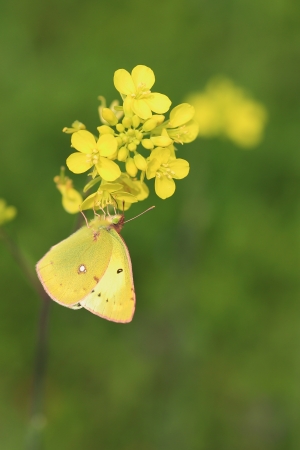 Eastern Pale Clouded Yellowの写真素材