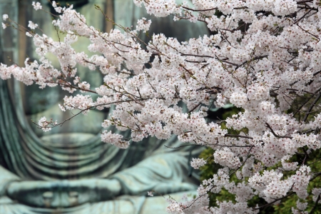 cherry blossomの写真素材