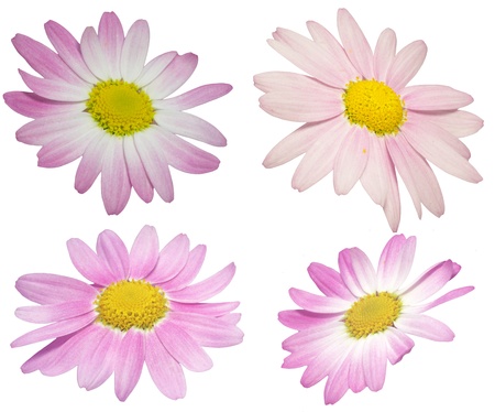 Margueriteの写真素材