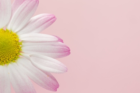 Margueriteの写真素材