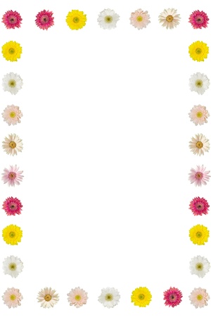 transvaal daisyの写真素材