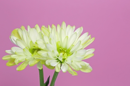 chrysanthemum flowersの写真素材