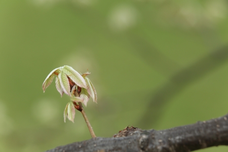 sproutの写真素材