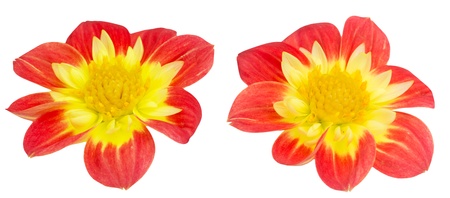 dahliaの写真素材
