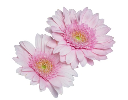 transvaal daisyの写真素材