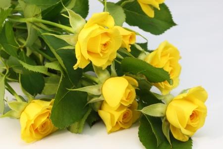 Yellow Rosesの写真素材
