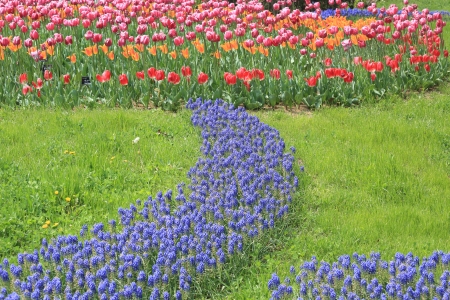Tulipの写真素材