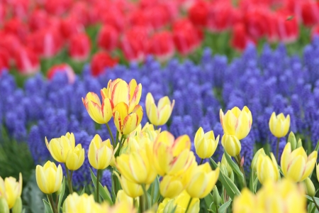 Tulipの写真素材