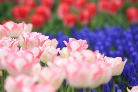 Tulipの写真素材
