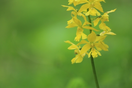 Orchidの写真素材