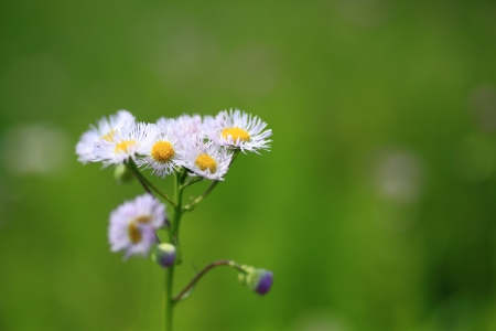 common fleabaneの写真素材