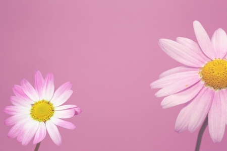 Margueriteの写真素材