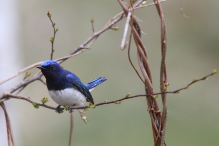 blue birdの写真素材