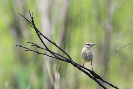 Female Stonechat on tree branchの写真素材