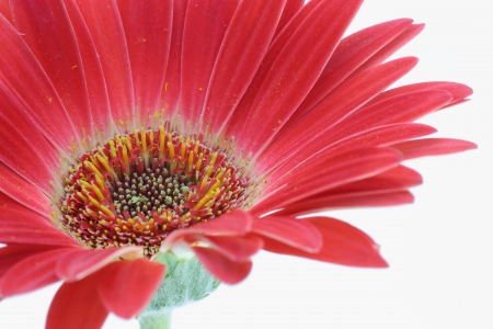 Transvaal daisy の写真素材