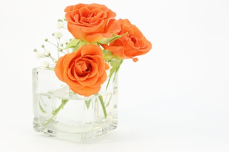 Roses and baby s breathの写真素材