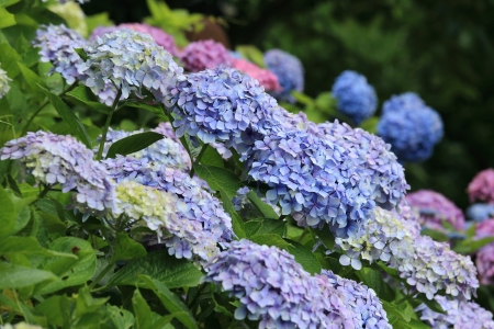 Hydrangea garden