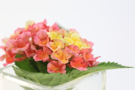 Kalanchoe in glass vase