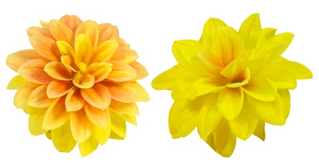 Dahlia in a white backgroundの写真素材