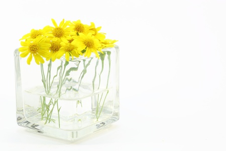 Yellow daisy in a glass vaseの写真素材