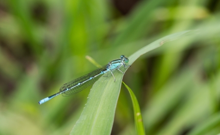 Damselfly on leaf