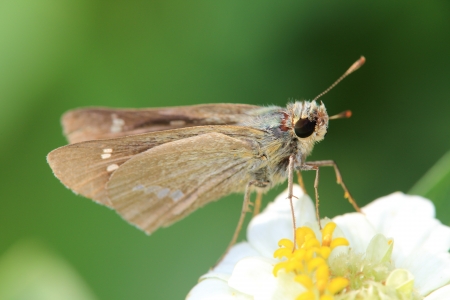 Skipper on a white flowerの写真素材