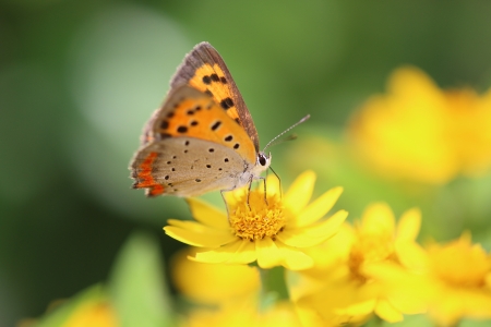 Small Copper on gold medallion flowerの写真素材
