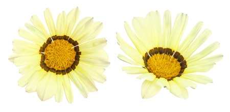 Treasure flower on a white backgroundの写真素材