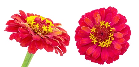 Red zinnia in a white backgroundの写真素材