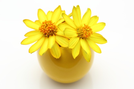Yellow zinnia in a vaseの写真素材