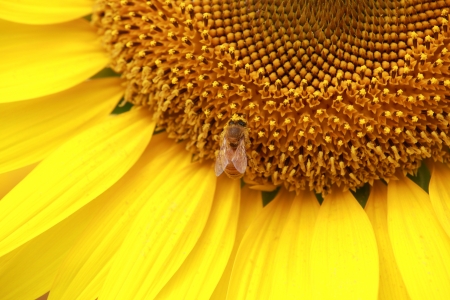 Sunflower and beeの写真素材