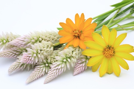 cockscomb and zinnia in a white backgroundの写真素材