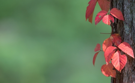 Pictured red leaves twist round the trunk of larches の写真素材