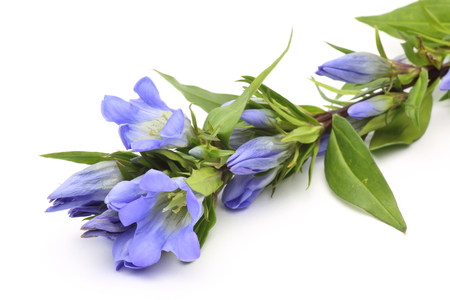 Gentian in a white backgroundの写真素材