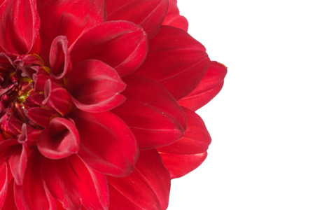 Closeup picture of dahliaの写真素材