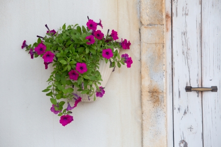 Potted petunia on the white wallの写真素材