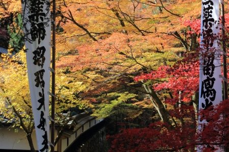 Fall colors in Japanese temple