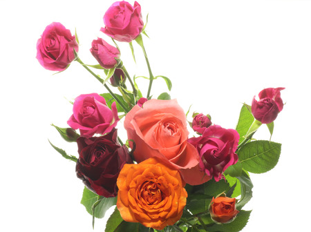 Roses in a white backgroundの写真素材