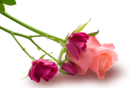 Roses in a white backgroundの写真素材