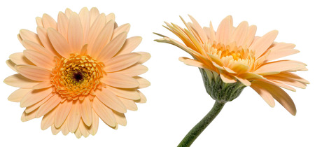 Transvaal daisy in a white backgroundの写真素材