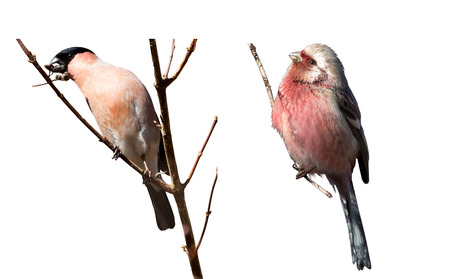 Eurasian Bullfinch and Long-tailed Rosefinchの写真素材