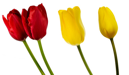 Tulipの写真素材