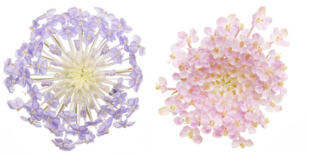 Flower head of pincushion flowersの写真素材