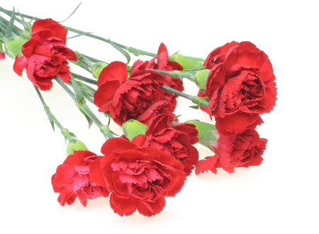 Carnation in a white backgroundの写真素材