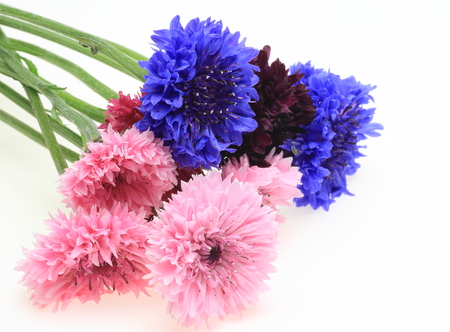 Bouquet of cornflowerの写真素材